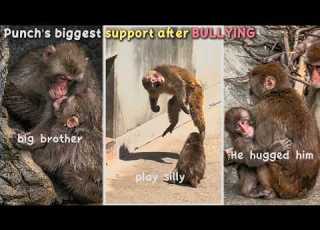  The Silly Jumping Monkey Becomes Punch S Source Of Support A Unique Friendship