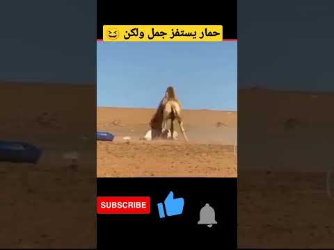 عضة واحدة من الجمل جعلت الحمار غير قادر على الحركة Shorts