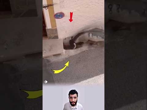 حكمة الرجل أنقذته وتهور الثور أوقعه في الخسارة Youtubeshorts