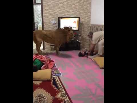 أب يطعم اسد طفله صغيره A Father Feeding His Daughter A Lion