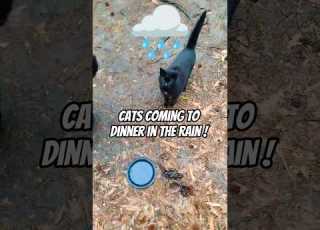 1 By 1 Their Coming Cats Catlife Shorts