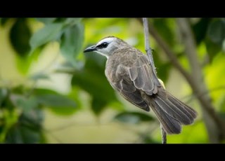  أجمل وأروع صوت العصافير موسيقى العصافير للمونتاج بدون حقوق الطبع والنشر