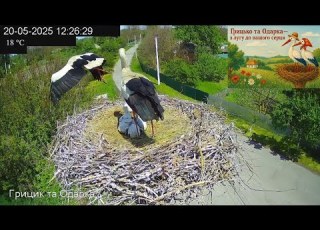 Лелеченята розправляють крила Little Storks Spread Their Wings