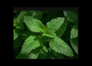 Waxtar Ka Geed Xamarka Mellisa Or Lemon Balm