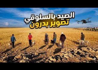  تصوير جوي للصيد بالسلوقي صيد أرنب 3 5 Kg