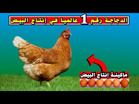 كل مايجب عليك ان تعرفه عن دجاجة إيزا براون الدجاجة الطاوسية الأفضل عالميا في إنتاج البيض