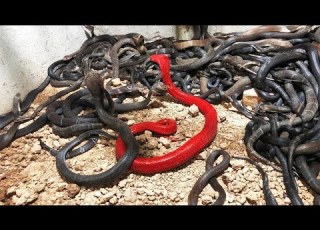  Rarest Snakes In The World