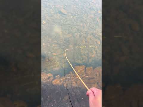 Fishing With Bamboo Rod It Turns Out That Fishing Is The Top Sport On