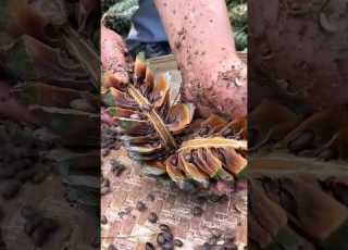 بذور الصنوبر هل شوفت المنظر ده قبل كده Shorts Pine Shortvideo بذور منظر ارض زراعة