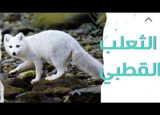 الثعلب القطبي كيف يتغير لونه إلى الأبيض