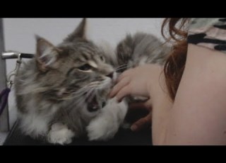  Giant Maine Coon Cat ATTACKS Groomer