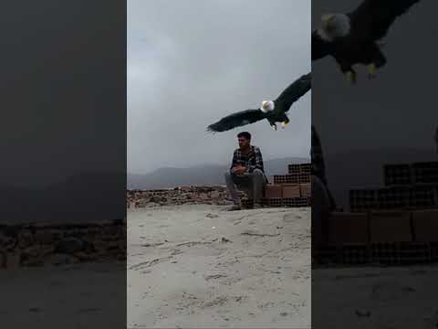 شاهد هجوم النسر على شخص فوتوشوب ليس حقيقي لا تنسى الاشتراك في القناة