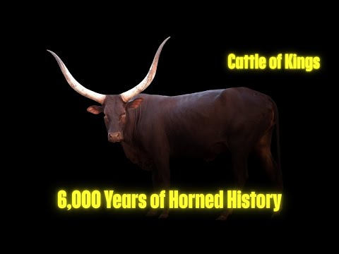 The Incredible History Of Ankole Watusi Cattle