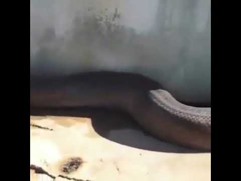 اكبر ثعبان بل عالم في العراق محافظه صلاح الدين