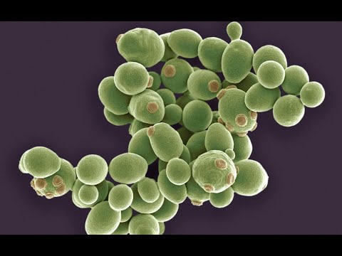 مقطع فيديو مفيد يشرح بعض أنواع التكاثر اللا جنسي مقطع فيديو مفيد يشرح بعض أنواع التكاثر اللا جنسي