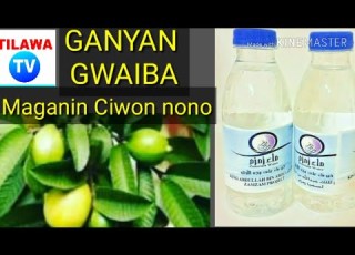 Maganin Ciwon Nono Fisabilillahi