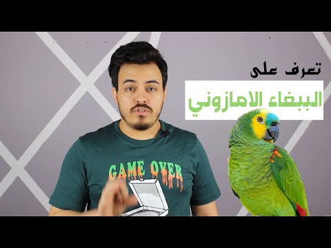 درجات الببغاء الامازوني وانواعهم