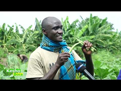 TBCSHAMBANI KESHO BORA KILIMO CHA BAMIA KILIMO RAHISI NDANI YA WIKI 6 UNAVUNA