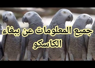 كل ما تريد معرفته عن ببغاء الكاسكو أو الببغاء الرمادي