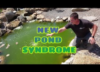 NEW POND SYNDROME Algae Bloom Solutions Say NO To Green Pond Water
