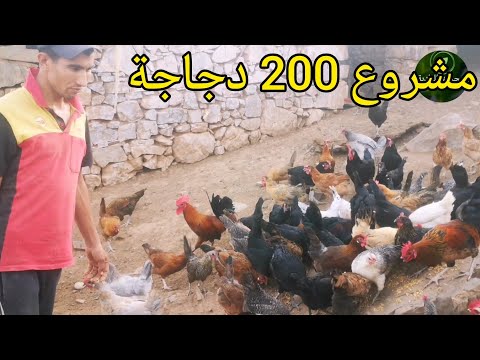 A Profitable Chicken Farming Project With Four Key Components You Should Know Before Starting