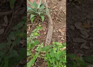  Intrattenimento Incianto Snake Encinamentos Animals
