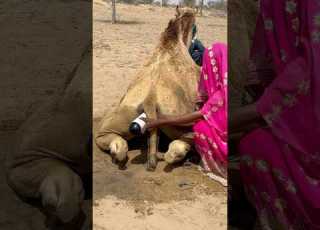 امرأة تعرض جملا بوضع بالون خلفه وسحب سنامه وتركه يهرب بحبل صغير