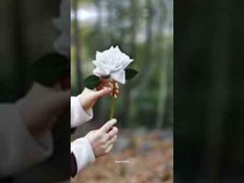 موسيقى نسم علينا الهوى فيروز Love