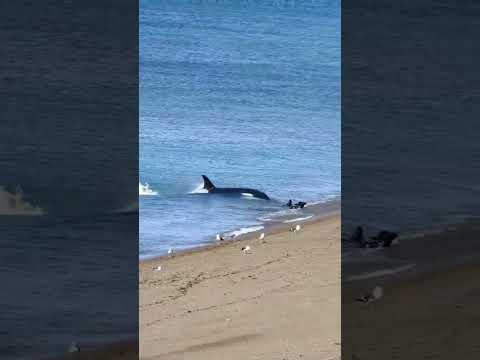 لا شيء يقف امام حوت الاوركا الجائع مرعب Shorts لا شيء يقف امام حوت الاوركا الجائع مرعب Shorts