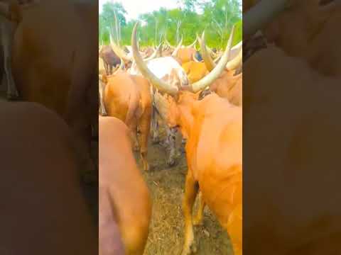 SAWAKA JIKUNGU VIDEO