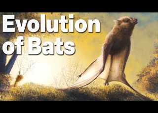 The Truth Of Bat Evolution