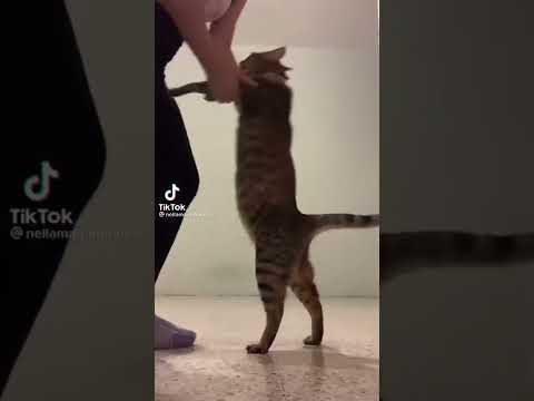 Tik Tok Gatito Bailando Apoyo Shorts Parati