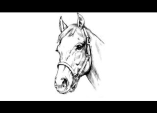  كيفيه رسم حصان بالرصاص رسم سهل للمبتدئين How To Draw Ahorse