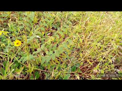 Dawa Ya Kuzingila Eneo Pasiingiwe Wezi