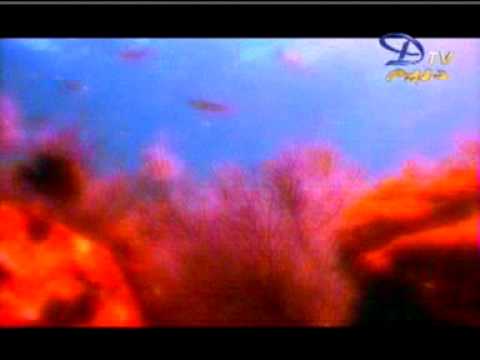 إيهاب توفيق أسماء الله الحسنى