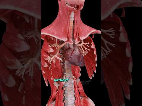 Types Of Muscle Tissue