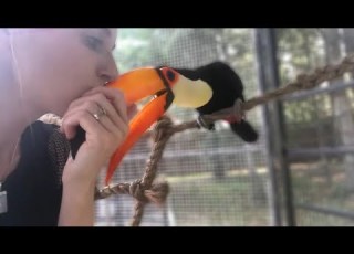  Want A Pet Toucan Must Knows About TOUCANS As Pets