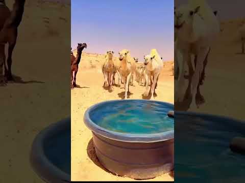 الإبل ترد الماء وراعيها يهيجن قناة البادية الرسمية