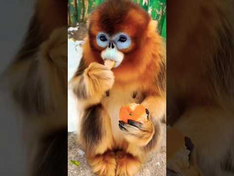 Beautiful Red Monkey Eating Fruits