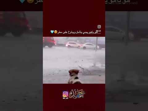 ياهو اليجي يتأمل باع الكعدة ناقصة استكان شاي وجكارة