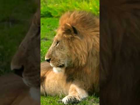 شاهد كيف تتعامل اللبؤة مع الاسد إذا شعرت بالغيرة