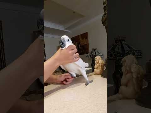 میگه وای خدا پرنده Birds طوطی Parrot عروس هلندی Pets