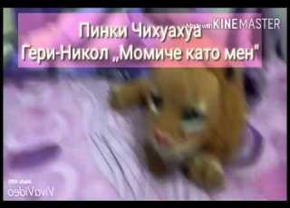 Пинки Чихуахуа W Кристиан Гери Никол Момиче като Мен