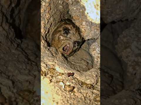 حقائق أغرب من الخيال عن الحيوانات