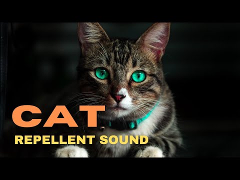 صوت طارد للقطط