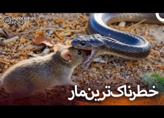 مرگبارترین مار جهان مامبای سیاه چگونه می ک شد I دوبله فارسی