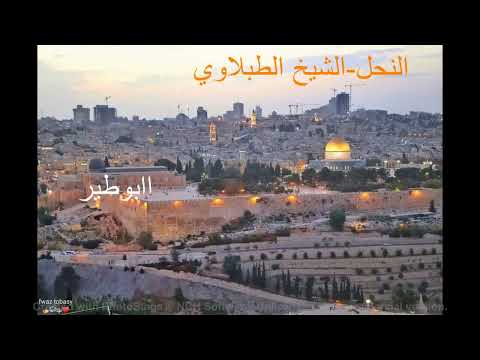 الشيح الطبلاوي النحل استوديو