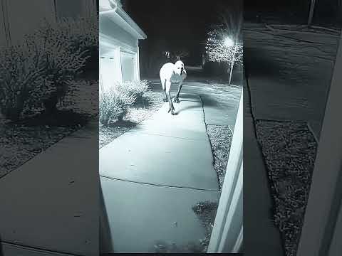 ظهور الجن في كاميرات المراقبه جن جن عجائب