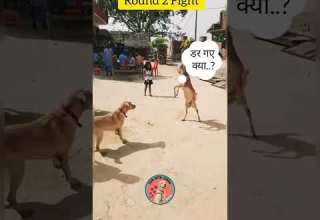 Labrador Dog Fight With Goat Part 2 Shorts Viral Labrador Dog Doglover Funwithsimba