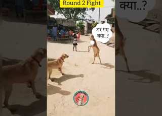  Labrador Dog Fight With Goat Part 2 Shorts Viral Labrador Dog Doglover Funwithsimba